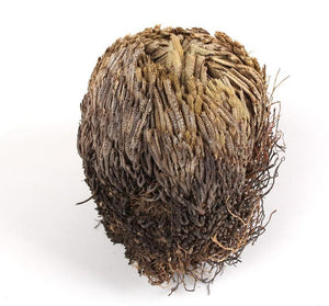 "Rose Of Jericho" - The Resurrection Plant